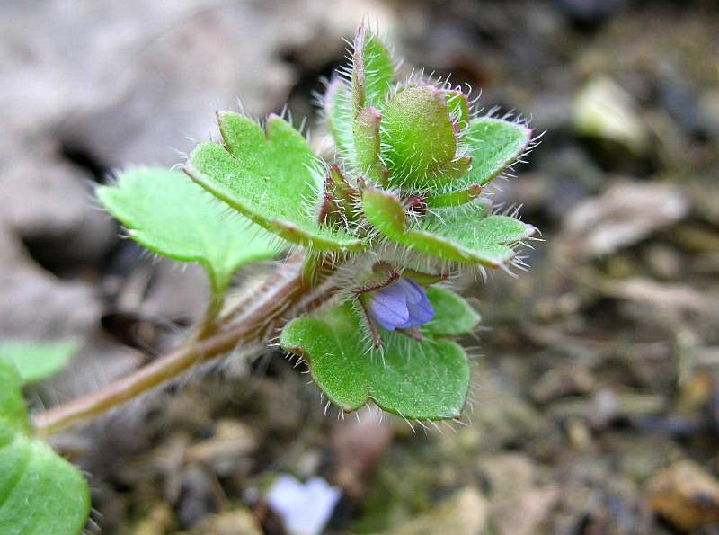 Veronica hederifolia /  Veronica a foglie d''edera